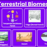 Terrestrial biomes