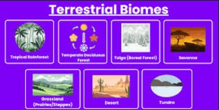 Terrestrial biomes